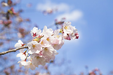 桜（ソメイヨシノ）の花