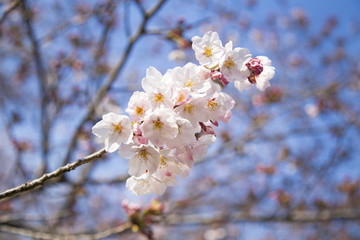 桜（ソメイヨシノ）の花