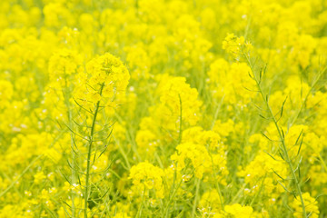 Obraz premium 浜離宮恩賜庭園 菜の花畑