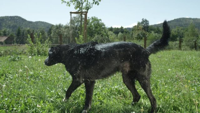 SLOW MOTION CLOSE UP: Wet black dog shaking off water and spraying everything around it after being washed. Black puppy with shiny coat drying out in sunny enclosed green meadow after being cleaned.