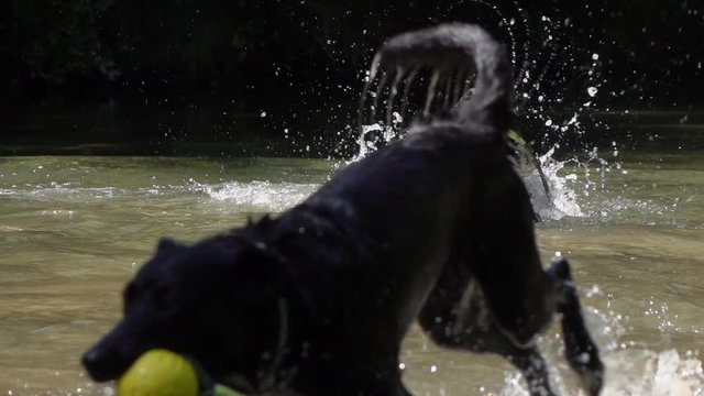 SLOW MOTION CLOSE UP: Two beautiful puppies playing and running around in cold river stream. Frisky young dogs with shiny black coats frolicking on sunny day. Playful pups splashing around in water.