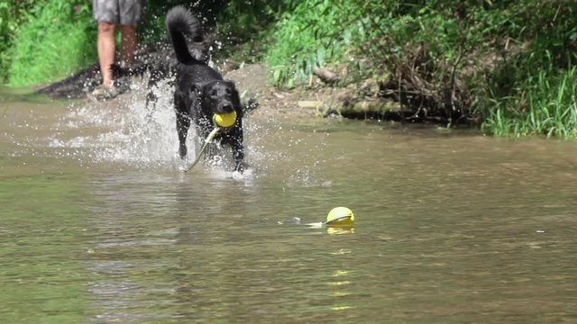 SLOW MOTION CLOSE UP: Frisky pack of black furred dogs jumping around in shallow river and playing with yellow balls. Black puppies splashing and playing in murky cold stream in forest on summer day.