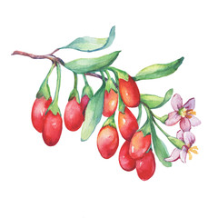 Branch of goji plant with red berries, flowers and leaves. Fresh goji fruits (Lycium barbarum, matrimony vine, wolfberry). Watercolor hand drawn painting illustration isolated on white background.
