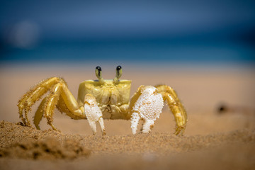 Yellow Crab (Johngarthia lagostoma or Gecarcinus lagostoma) at Praia do Sancho Beach - Fernando de...