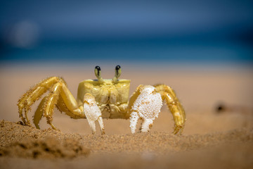 Yellow Crab (Johngarthia lagostoma or Gecarcinus lagostoma) at Praia do Sancho Beach - Fernando de Noronha, Pernambuco, Brazil