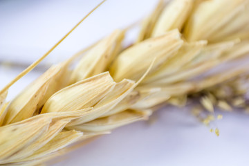close up wheat isolated on white