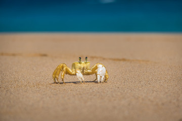Yellow Crab (Johngarthia lagostoma or Gecarcinus lagostoma) at Praia do Sancho Beach - Fernando de Noronha, Pernambuco, Brazil