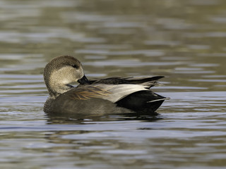 Male Gadwall Swimming and Preening