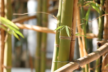 Fototapeta na wymiar Bamboo Green Trunk and shining in the morning, freshness in nature background