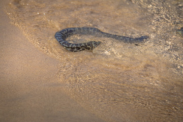 Moray Eel (Muraenidae) at Praia do Sancho Beach - Fernando de Noronha, Pernambuco, Brazil