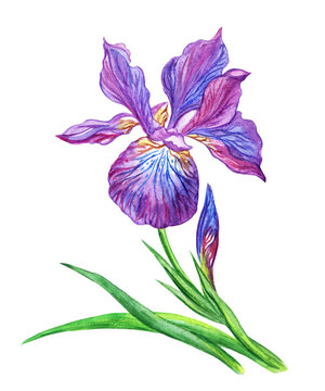 Purple iris, watercolor painting on white background.