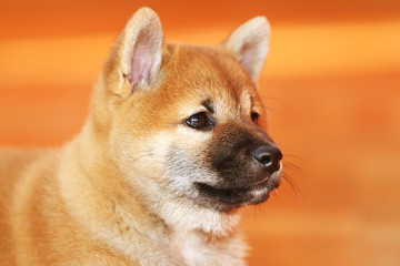 Extreme closeup of a very young shiba pup