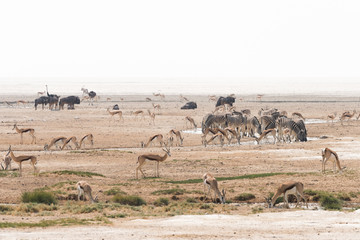 Fototapeta na wymiar Namibia waterhole large animal gathering