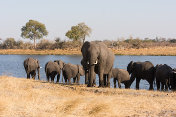 Obraz premium Elephant adult stands guard in front of river