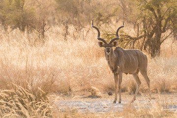 Naklejka na ściany i meble Male Greater Kudu full body standing