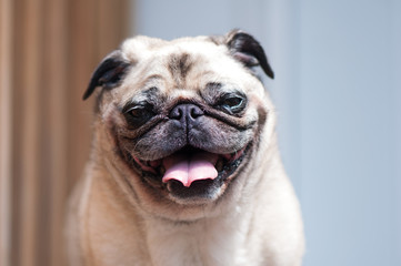 Pug looking at camera tilted head laughing
