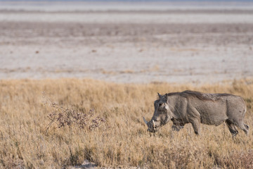 Warthog walking along Etosha pan