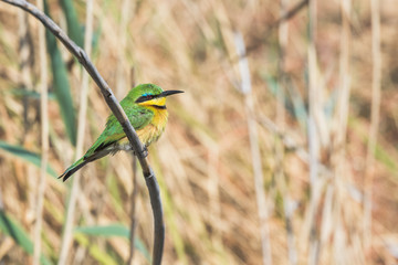 Little bee-eater on branch Namibia