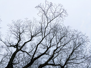 Bare Trees