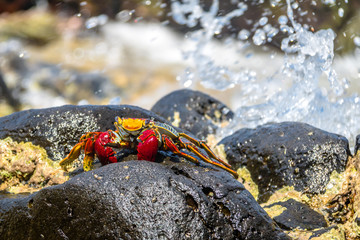 Colorful Red Crab (Goniopsis cruentata) at Praia do Sancho Beach - Fernando de Noronha, Pernambuco, Brazil