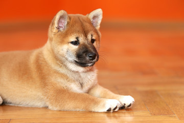 Few weeks old puppy laying in the photo studio