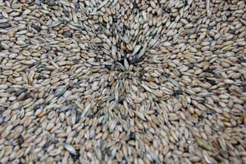grains of wheat