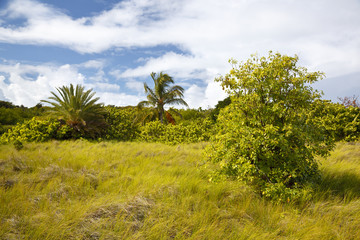 Fototapeta premium Tropical Green Landscape, Antigua
