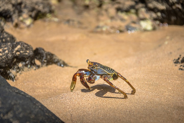 Colorful Red Crab (Goniopsis cruentata) at Praia do Sancho Beach - Fernando de Noronha, Pernambuco, Brazil