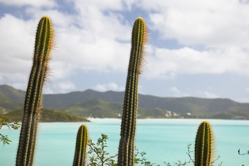Symmetric Cactuses In Antigua