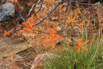 The orange flower is beside the sea
