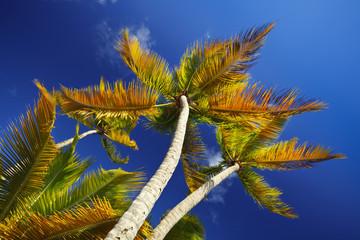 Colorful Coconut Palm Trees, Antigua