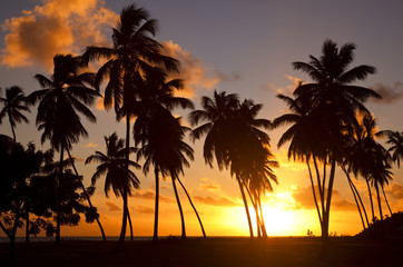 Fototapeta na wymiar Colorful Caribbean Sunset And Palm Trees, Antigua