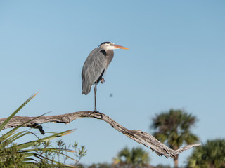 Great blue heron overlooks wetlands from his perch