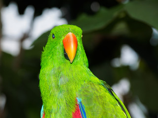 Eclectus Parrot