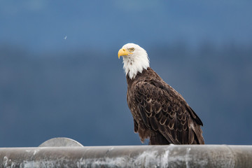 Bald Eagle 2