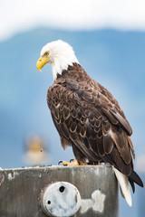 Bald Eagle 1