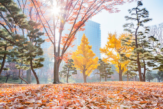 16 008 Best 落葉樹 Images Stock Photos Vectors Adobe Stock 16 008 Best 落葉樹 Images Stock Photos Vectors Adobe Stock
