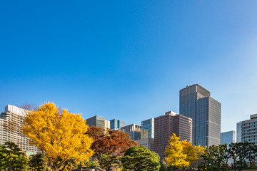 Obraz premium Jesienne drzewa ubarwiające miasto