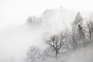 Obraz na płótnie Canvas Trees and fog