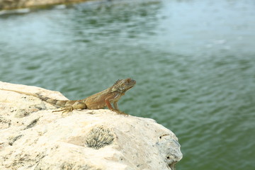 Cute lizard sitting on stone.Beautiful nature  background. Aruba island.