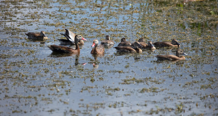 black bellied whistling duck family 