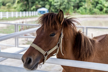 close up of brown horse