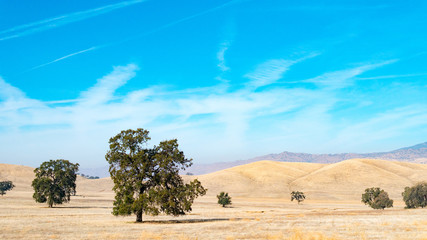 Desert Landscape