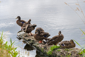 ducks