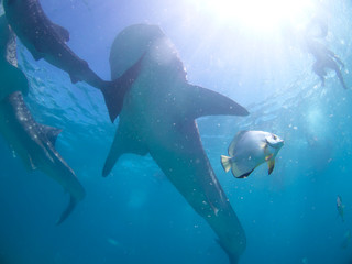 Naklejka premium Whale shark oslob, cebu, philippines. 