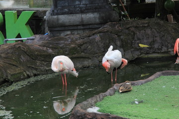 Flamingos looking for food