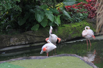 Flamingos looking for food