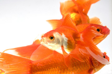 Group Goldfish isolate on a white background