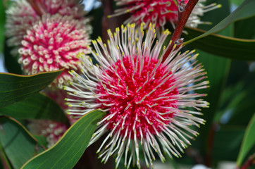 Flower of Pincushion Hakea (Hakea Laurina) - Australian native plant, up to 4m, native to Western...