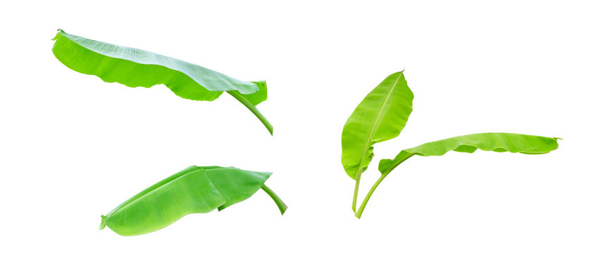 Three green banana leaf isolated on white background with clipping path.